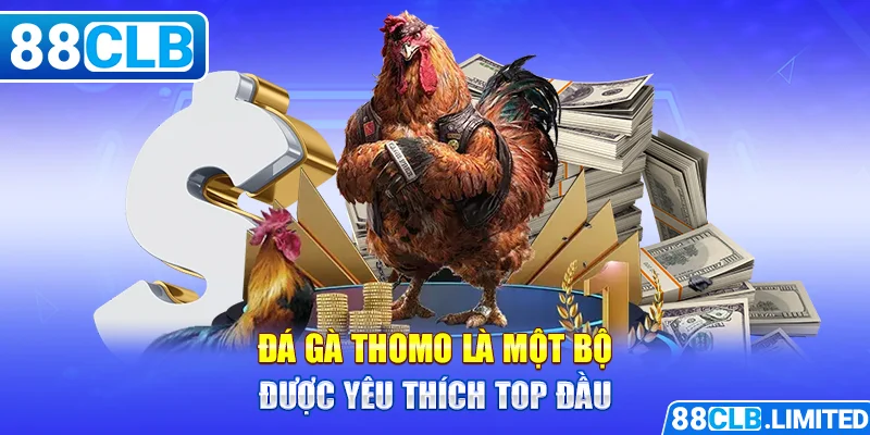 Đá gà Thomo là một bộ được yêu thích top đầu 88CLB