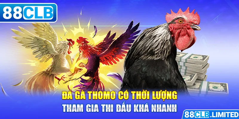 Đá gà Thomo có thời lượng tham gia thi đấu khá nhanh